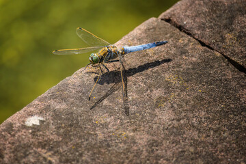 close up shot of a dragonfly in nature