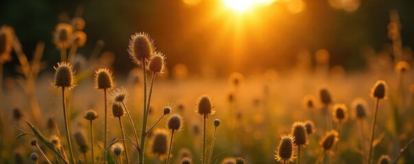 Last days of summer, golden hour light illuminating dried wildflowers and faded foliage, hinting at autumn's approach A nostalgic scene of summer's gentle end , sun, natural beauty