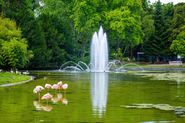 Group of flamingos in pond. A fountain with water shooting out of it in a park.