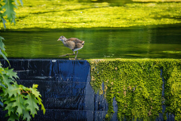 Baby Eurasian coot, Fulica atra, also known as the common coot, swims on a lake