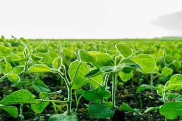 Vibrant green plants emerge from dark soil in a vast field during early morning hours. The sun casts a soft light on the young leaves, enhancing freshness