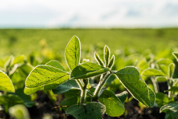 Bright green soybean plants stretch skyward in a rural field, illuminated by sunlight in the early afternoon. The landscape showcases thriving agriculture