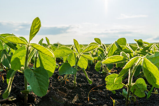 Young soybean plants emerge from dark soil, basking in sunlight beneath a bright blue sky, signaling a thriving agricultural landscape in mid-summer