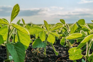 Rows of healthy soybean plants stretch across the field, basking in warm sunlight during the afternoon, reflecting vibrant green leaves and soil