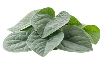 Arrangement Of green leaf background, Plant Concept.