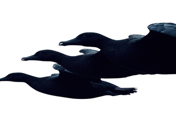 birds flying in dark night, A Flight Theme, Nature Theme