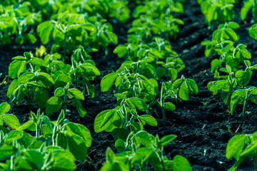 Rows of vibrant green plants flourish in fertile soil, reaching for the sun on a clear day in a garden or farm environment during springtime