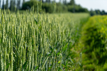 Lush green wheat stalks stand tall in a field, showing signs of maturity while bright sunlight illuminates the landscape in a serene rural atmosphere