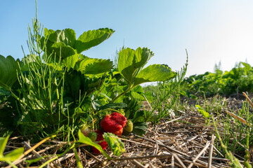 Bright green strawberry plants flourish in a sunlit field, showcasing ripe red fruit nestled among...
