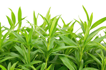 Green Plants Grow Lushly with Natural Theme