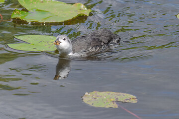 Baby Eurasian coot, Fulica atra, also known as the common coot, swims on a lake