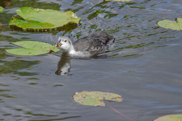 Baby Eurasian coot, Fulica atra, also known as the common coot, swims on a lake