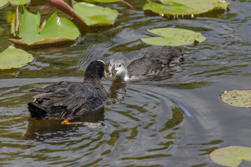 The Eurasian coot, Fulica atra, also known as the common coot, swims on a lake