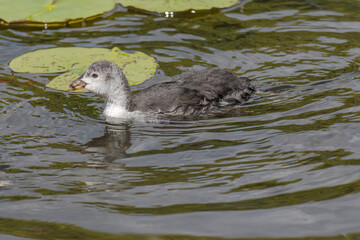 The Eurasian coot, Fulica atra, also known as the common coot, swims on a lake