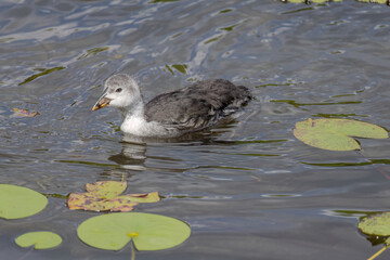 The Eurasian coot, Fulica atra, also known as the common coot, swims on a lake