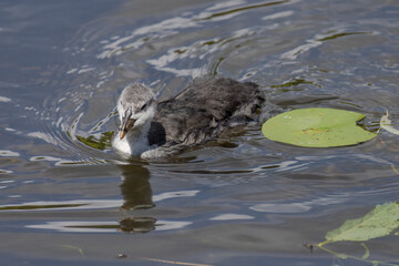 The Eurasian coot, Fulica atra, also known as the common coot, swims on a lake