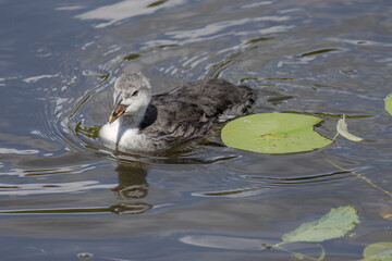 The Eurasian coot, Fulica atra, also known as the common coot, swims on a lake