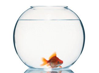Gold fish swimming in aquarium with clean water isolated on white