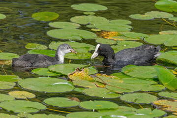 The Eurasian coot, Fulica atra, also known as the common coot, swims on a lake