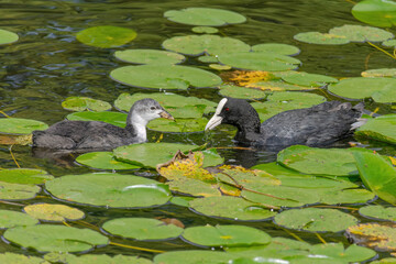 The Eurasian coot, Fulica atra, also known as the common coot, swims on a lake