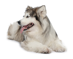 Beautiful Alaskan malamute dog on white background