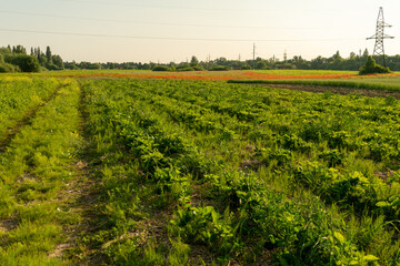 Lush green fields stretch across the landscape under a clear sky, with vibrant colors from blooming...