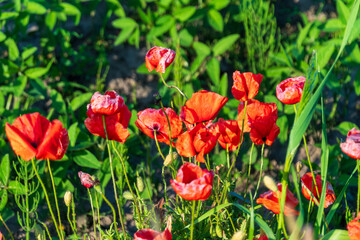 Naklejka premium Bright red poppies stand tall among green foliage under clear blue skies, radiating beauty during a warm afternoon. Nature flourishes in this peaceful environment