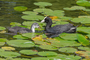 The Eurasian coot, Fulica atra, also known as the common coot, swims on a lake