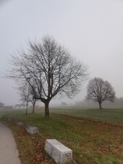 lonely tree in the fog