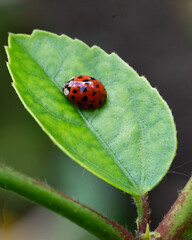 Ladybug with black spotted red shiny oval shaped body is resting on a green hibiscus leaf.
