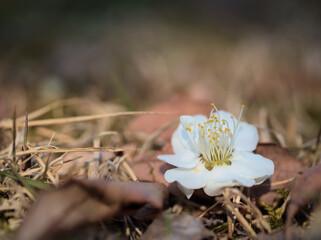 地面に落ちた白いウメの花