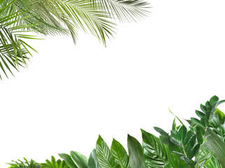 Green tropical leaves of different plants on white background