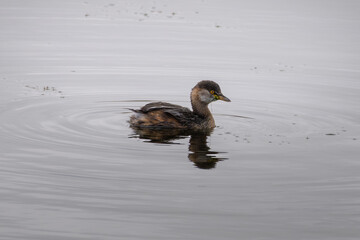 An Australasian Grebe on a lake