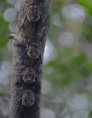 Murcielagos, Costa Rica.