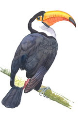 Toco toucan (Ramphastos toko) on a branch, watercolor illustration on white background, print for poster, postcard, book illustration, home furnishings decor, etc.