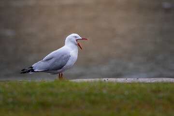 A Silver Gull with beak open