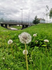 dandelion in the grass