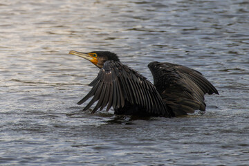 A Great Cormorant in a lake with wings spread