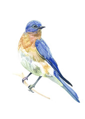 Blue bird with watercolor illustration on a white background. Hand drawn illustration with bird for cards, perfumes, advertising, product labels, fabric printing