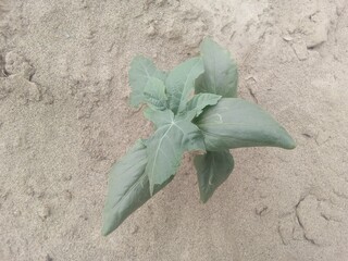 plant in the sand