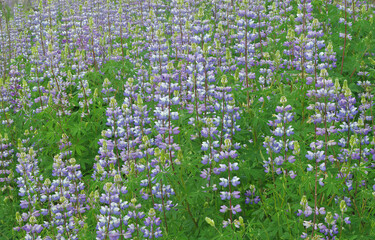 Wild Lupine - The blooming lupine repetition in this field is stunning.