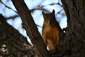 Squirrel stares at photographer