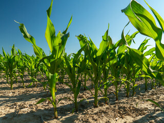 Tall green corn plants thrive in a sunlit field, surrounded by sandy soil, showcasing the beauty of...