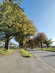 trees in road