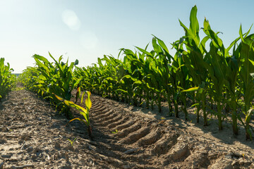 Rows of vibrant corn plants stretch across the field, showing strong growth in warm sunlight. The...