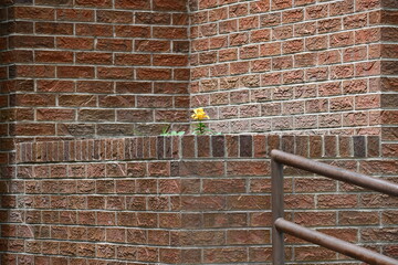 Red brick planter on brick building with railing. Singular yellow flower.