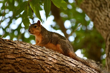 Squirrel perched on branch.