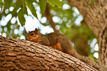 Squirrel laying on branch, closeup.
