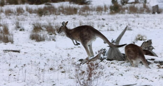 A young brown furred Eastern Grey Australian kangaroo bounding away in a snow covered field on the far South Coast of Australia. Captured in slow motion near the Eucumbene River on the far south east 