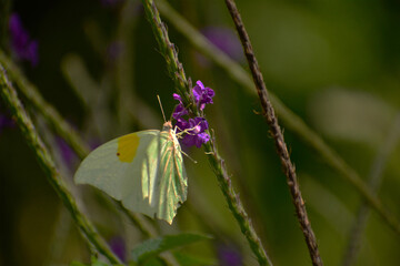 Mariposa, Costa Rica.